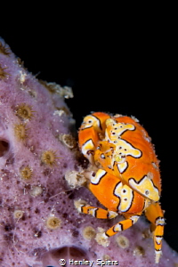 The Inimitable Gaudy Clown Crab by Henley Spiers 